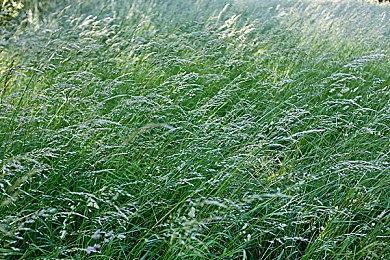 《怪物猎人崛起：曙光》武器动作介绍 演奏强化“狩猎笛”